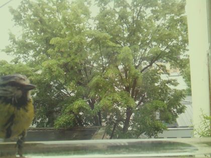 bird_20260514_112311_735_burst1_motion4802_conf0.87_bestbird.jpg