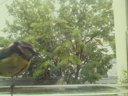 bird_20260514_112317_270_burst2_motion4802_conf0.99_bestbird.jpg