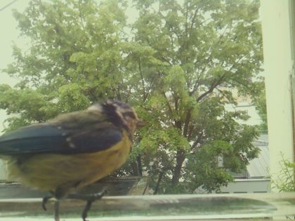 bird_20260514_112322_701_burst3_motion4802_conf1.00_bestbird.jpg