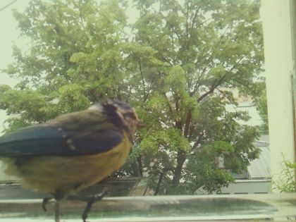 bird_20260514_112328_162_burst4_motion4802_conf1.00_bestbird.jpg
