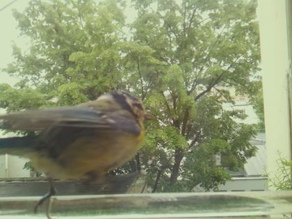bird_20260514_112333_716_burst5_motion4802_conf0.85_bestbird.jpg