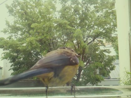 bird_20260514_112339_251_burst6_motion4802_conf1.00_bestbird.jpg