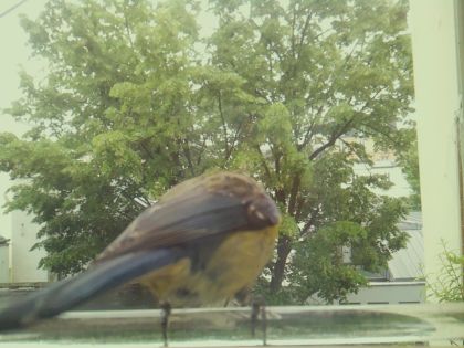 bird_20260514_112344_858_burst7_motion4802_conf1.00_bestbird.jpg
