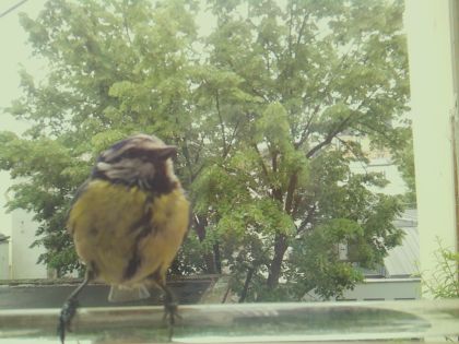 bird_20260514_112445_880_burst1_motion4362_conf0.99_bestbird.jpg