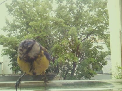 bird_20260514_112451_168_burst2_motion4362_conf0.96_bestbird.jpg