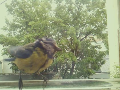 bird_20260514_112456_459_burst3_motion4362_conf0.91_bestbird.jpg
