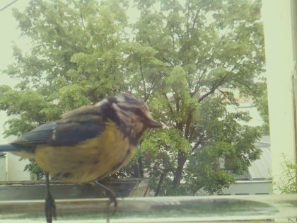 bird_20260514_112501_835_burst4_motion4362_conf0.99_bestbird.jpg