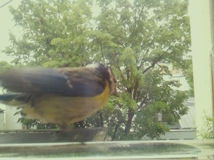 bird_20260514_112507_273_burst5_motion4362_conf0.32_bestbird.jpg