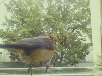bird_20260514_112512_661_burst6_motion4362_conf0.99_bestbird.jpg