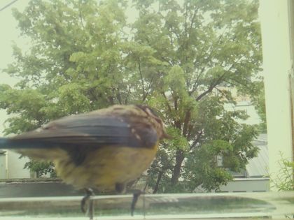 bird_20260514_112518_146_burst7_motion4362_conf0.98_bestbird.jpg