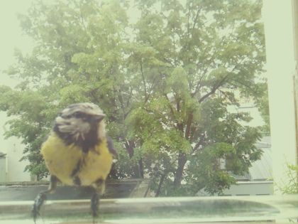 bird_20260514_113907_998_burst1_motion2211_conf0.99_bestbird.jpg