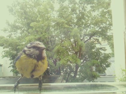 bird_20260514_113913_227_burst2_motion2211_conf1.00_bestbird.jpg