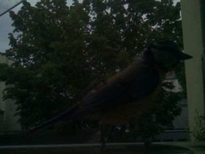bird_20260516_204047_732_burst0_motion1237_conf0.44_bestbird.jpg