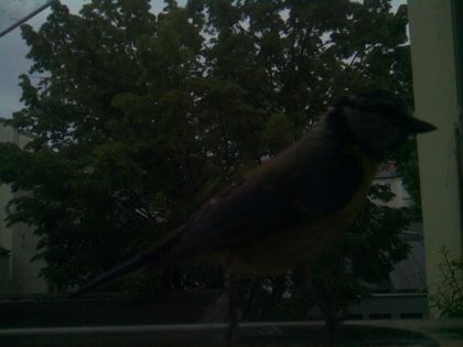 bird_20260516_204052_914_burst1_motion1237_conf0.96_bestbird.jpg