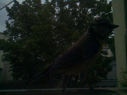 bird_20260516_204058_537_burst2_motion1237_conf0.69_bestbird.jpg