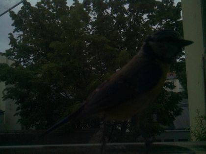 bird_20260516_204104_256_burst3_motion1237_conf0.84_bestbird.jpg