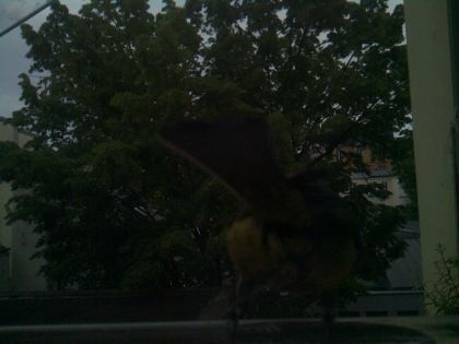bird_20260516_204110_176_burst4_motion1237_conf0.29_bestperson.jpg