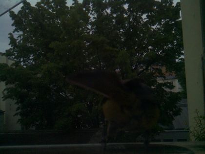 bird_20260516_204115_919_burst5_motion1237_conf0.50_bestperson.jpg