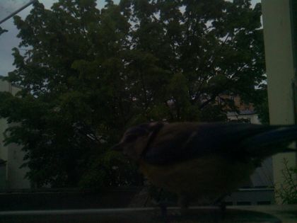 bird_20260516_204121_759_burst6_motion1237_conf0.00_bestnone.jpg