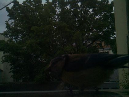 bird_20260516_204127_639_burst7_motion1237_conf0.00_bestnone.jpg