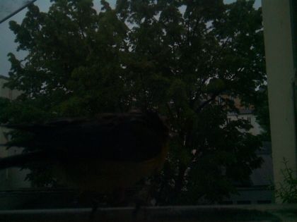 bird_20260517_073245_046_burst2_motion2007_conf0.00_bestnone.jpg