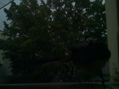 bird_20260517_073513_470_burst2_motion3107_conf0.00_bestnone_spsturnus_vulgaris_spconf0.15.jpg