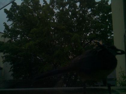 bird_20260517_073519_309_burst3_motion3107_conf0.00_bestnone_spsturnus_vulgaris_spconf0.15.jpg