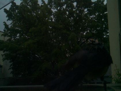 bird_20260517_073531_034_burst5_motion3107_conf0.00_bestnone_spturdus_merula_spconf0.26.jpg