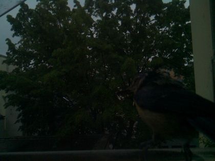bird_20260517_073537_032_burst6_motion3107_conf1.00_bestbird_spsturnus_vulgaris_spconf0.26.jpg