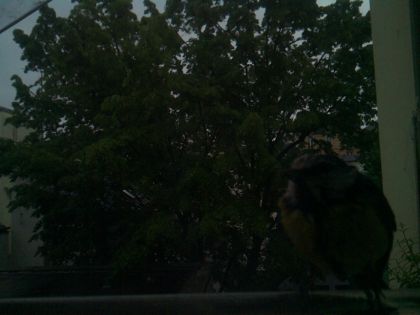 bird_20260517_073606_243_burst0_motion1902_conf0.00_bestnone_spturdus_merula_spconf0.33.jpg