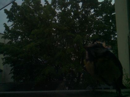 bird_20260517_073611_654_burst1_motion1902_conf0.75_bestbird_spturdus_merula_spconf0.26.jpg