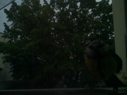bird_20260517_073617_354_burst2_motion1902_conf0.00_bestnone_sppyrrhula_pyrrhula_spconf0.31.jpg
