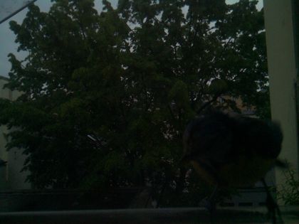 bird_20260517_073647_008_burst7_motion1902_conf0.48_bestperson_spturdus_merula_spconf0.21.jpg