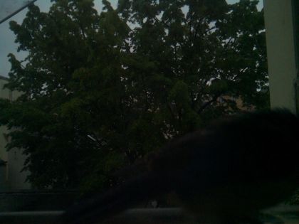 bird_20260517_073654_723_burst0_motion11637_conf0.00_bestnone_spcyanistes_caeruleus_spconf1.00.jpg
