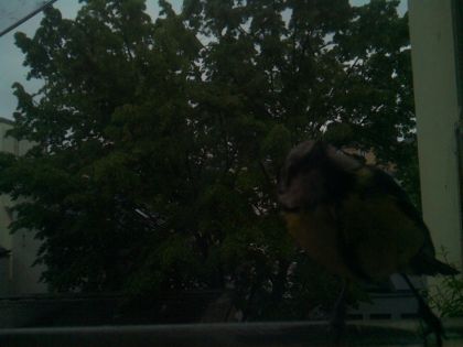 bird_20260517_074439_149_burst2_motion3981_conf0.44_bestbird_spturdus_merula_spconf0.38.jpg