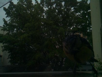 bird_20260517_074444_863_burst3_motion3981_conf0.00_bestnone_spperiparus_ater_spconf0.32.jpg