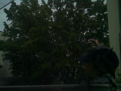 bird_20260517_074456_318_burst5_motion3981_conf0.38_bestpottedplant_spperiparus_ater_spconf0.27.jpg