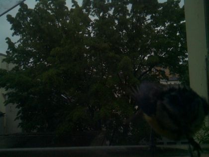 bird_20260517_074502_136_burst6_motion3981_conf0.00_bestnone_spcyanistes_caeruleus_spconf1.00.jpg