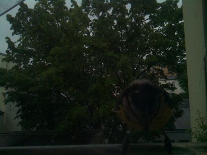 bird_20260517_074559_218_burst0_motion1219_conf0.00_bestnone_spcyanistes_caeruleus_spconf1.00.jpg