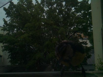 bird_20260517_074610_040_burst2_motion1219_conf0.00_bestnone_spcyanistes_caeruleus_spconf1.00.jpg