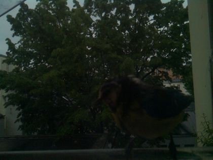 bird_20260517_074615_716_burst3_motion1219_conf0.87_bestbird_spturdus_merula_spconf0.54.jpg