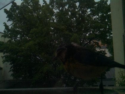 bird_20260517_074621_466_burst4_motion1219_conf0.28_bestsofa_spturdus_merula_spconf0.35.jpg