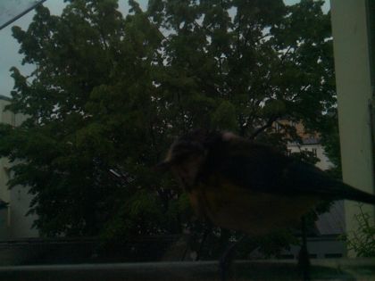 bird_20260517_074627_276_burst5_motion1219_conf0.00_bestnone_spturdus_merula_spconf0.73.jpg
