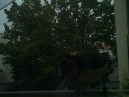 bird_20260517_074633_066_burst6_motion1219_conf0.00_bestnone_spturdus_merula_spconf0.64.jpg