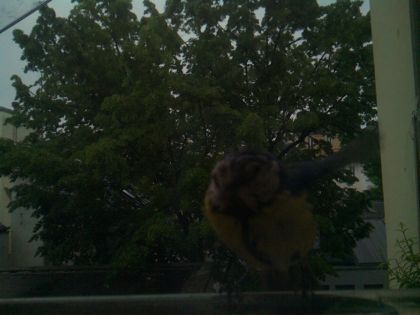 bird_20260517_074736_157_burst0_motion1248_conf0.00_bestnone_spgarrulus_glandarius_spconf0.22.jpg