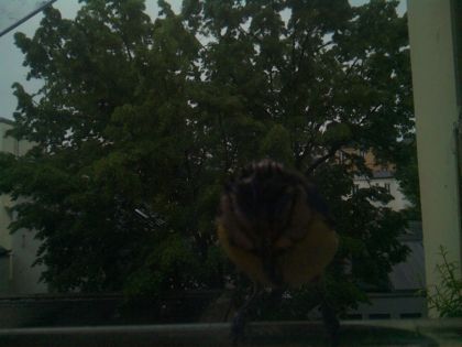 bird_20260517_074741_500_burst1_motion1248_conf0.00_bestnone_spcyanistes_caeruleus_spconf1.00.jpg