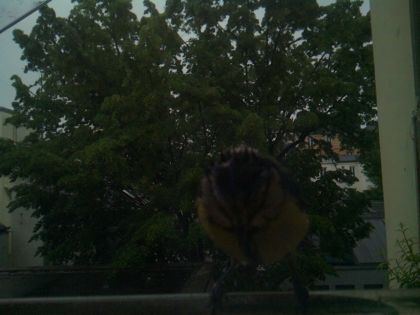 bird_20260517_074747_078_burst2_motion1248_conf0.00_bestnone_spcyanistes_caeruleus_spconf1.00.jpg