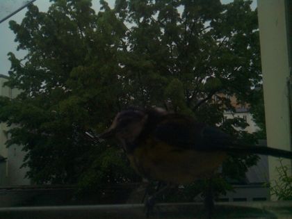 bird_20260517_074752_780_burst3_motion1248_conf0.00_bestnone_spperiparus_ater_spconf0.12.jpg