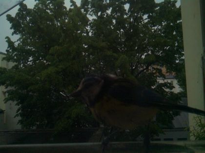 bird_20260517_074758_499_burst4_motion1248_conf0.00_bestnone_spgarrulus_glandarius_spconf0.16.jpg