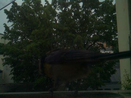 bird_20260517_074804_258_burst5_motion1248_conf0.00_bestnone_spsturnus_vulgaris_spconf0.36.jpg